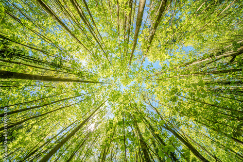 a view up into the trees direction sky - sustainability picture - stock photo - sunstar