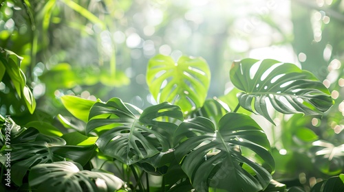 Lush Monstera deliciosa albo variegata aurea in a tropical greenhouse mist