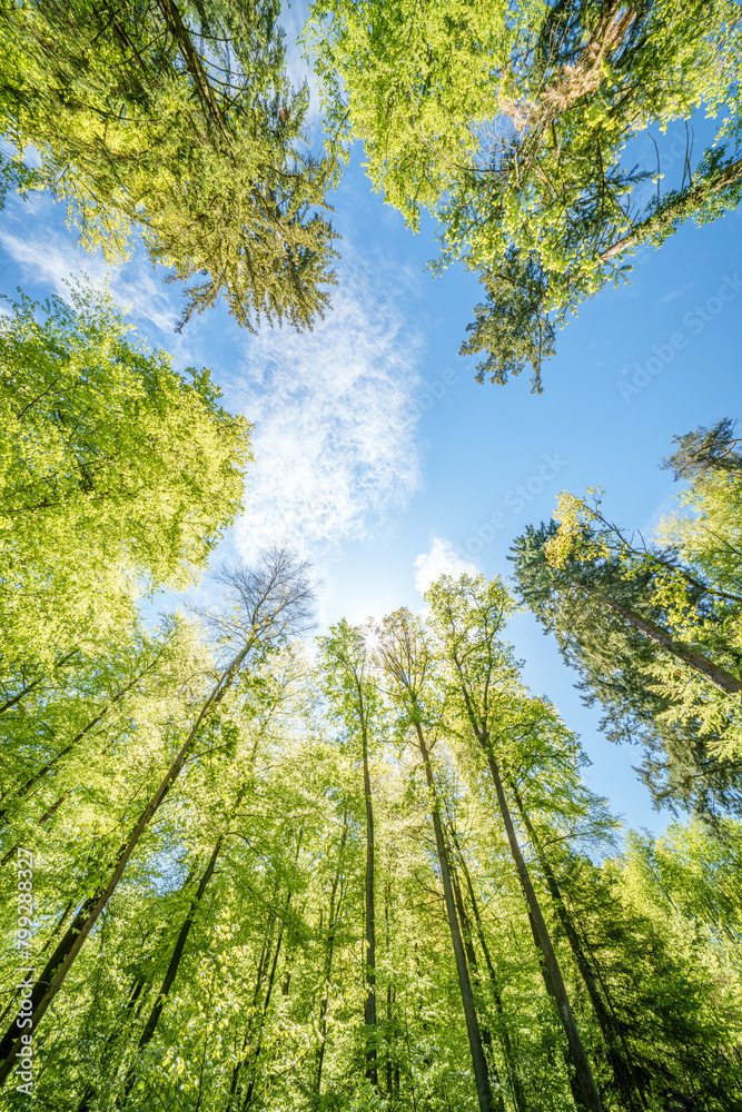 Fototapeta premium a view up into the trees direction sky - sustainability picture - stock photo - sunstar