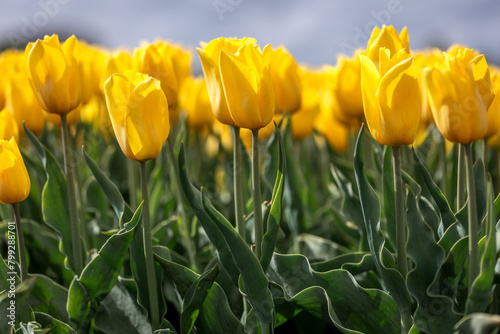 Close up of a yellow tulip field in spring grown by Dutch growers in the province of Drenthe, a tourist attraction along the Dutch fields