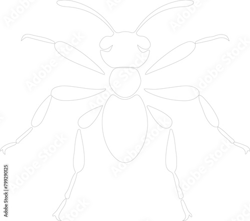 carpenterant outline photo