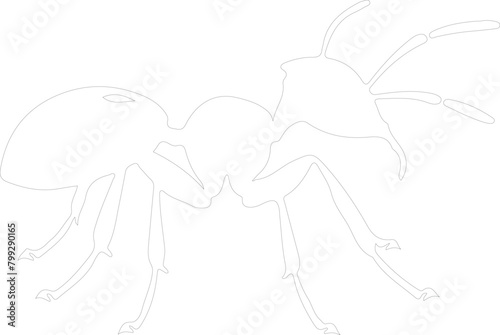 carpenterant outline photo
