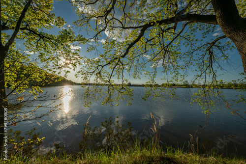 Cejkovicky pond with green leaf tree alley in south Bohemia in spring evening photo