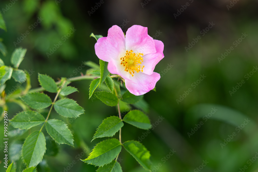 Close up of a blooming wild rose in spring time Close up of a blooming wild rose in spring time