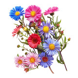 Asters isolated on transparent background