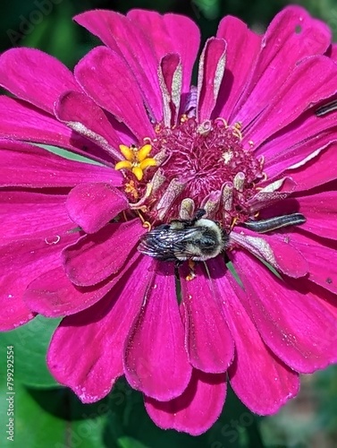 Pollenating bee