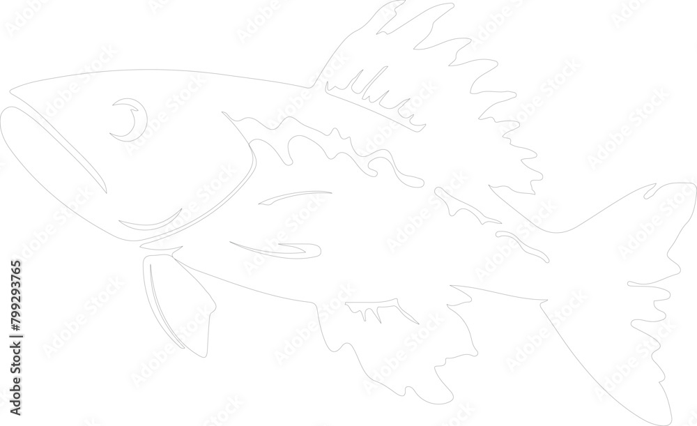 coelacanth outline coelacanth outline
