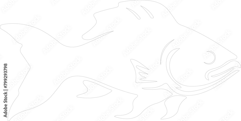 coelacanth outline