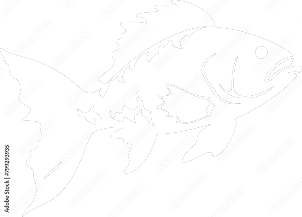 coelacanth outline coelacanth outline