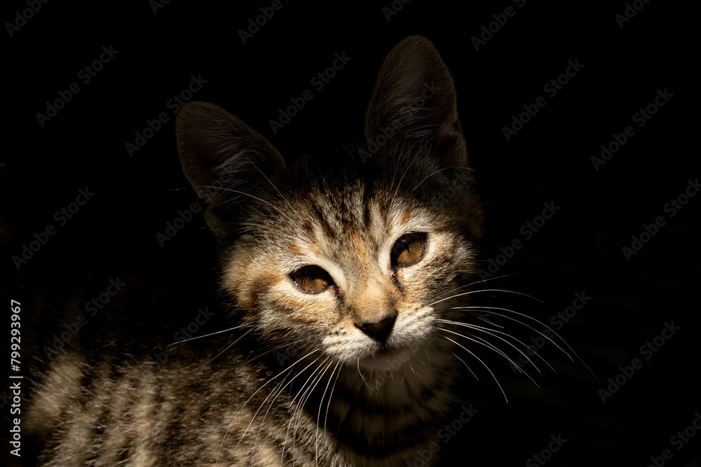 Beautiful cats face dark background shadow