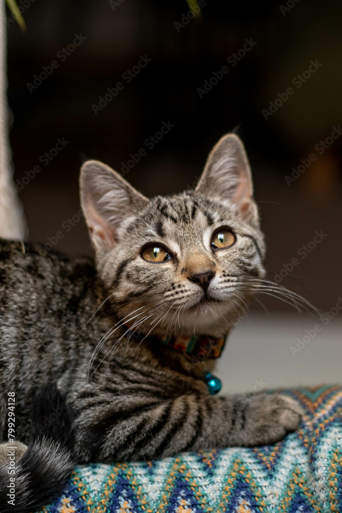 Cute tabby cat kitten with big eyes