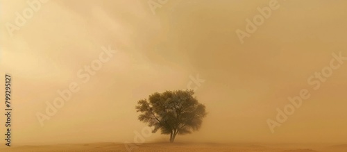 View of a single tree in the desert during strong winds