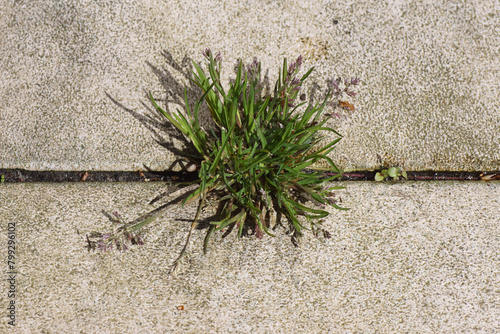 Closeup Annual meadow grass, annual bluegrass, poa (Poa annua) that grows and blooms between the tiles. Family Poaceae. Spring, April, Netherlands photo