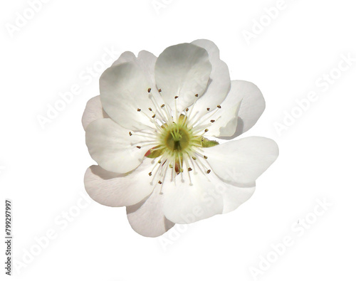 White pear flowers isolated on white background