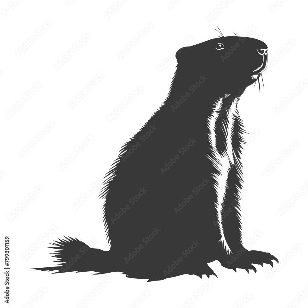 Obraz premium Silhouette Groundhog animal black color only full body