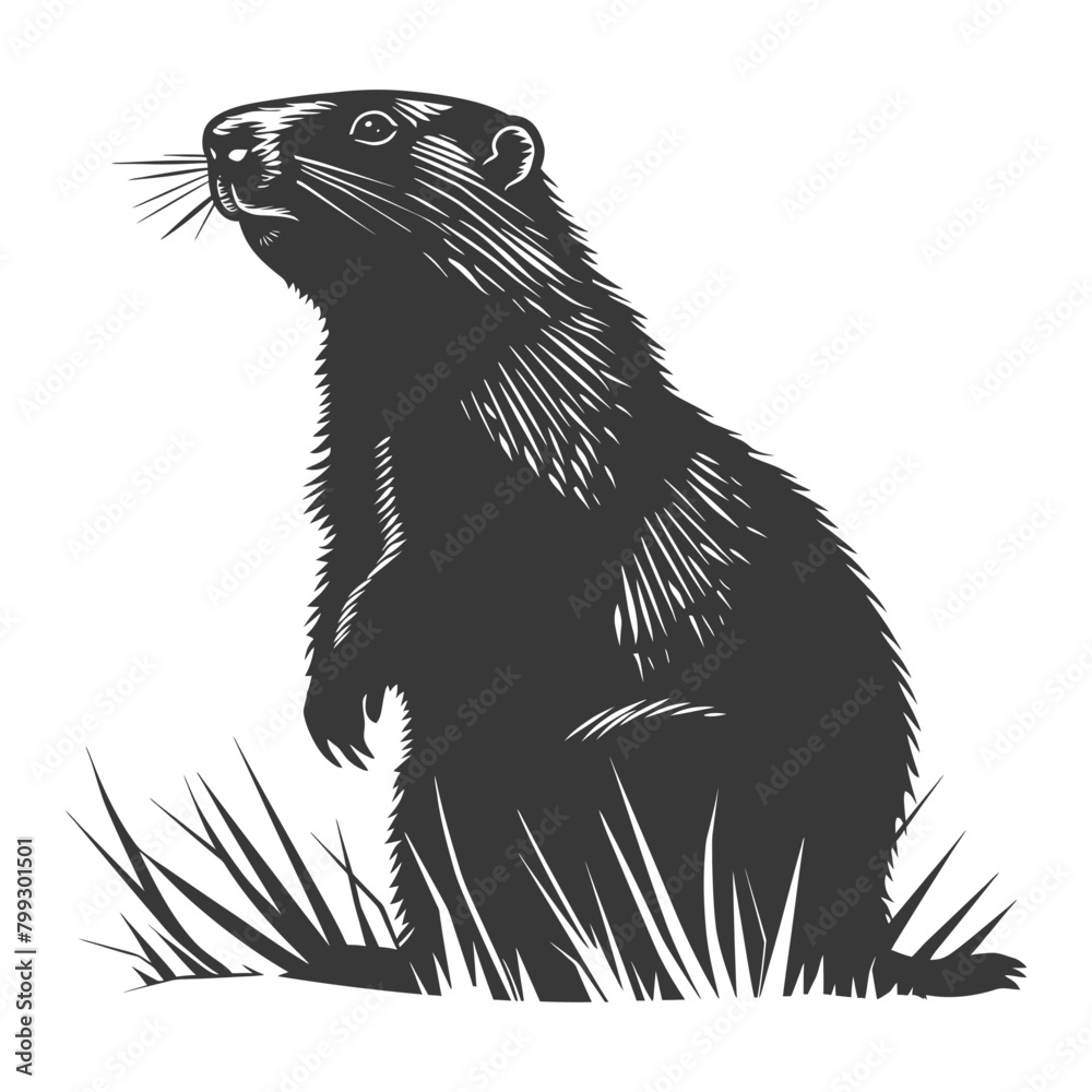 Fototapeta premium Silhouette Groundhog animal black color only full body