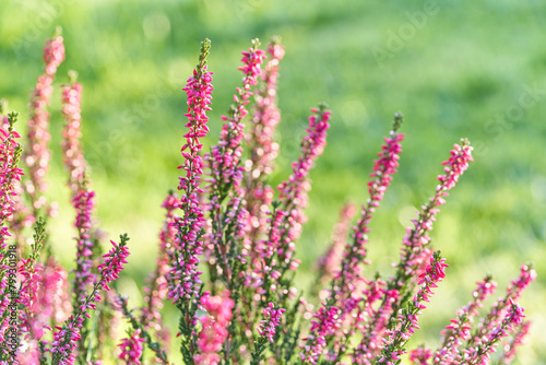 Heather flowers. Bright natural green defocused background.
