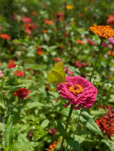 Field of flowers