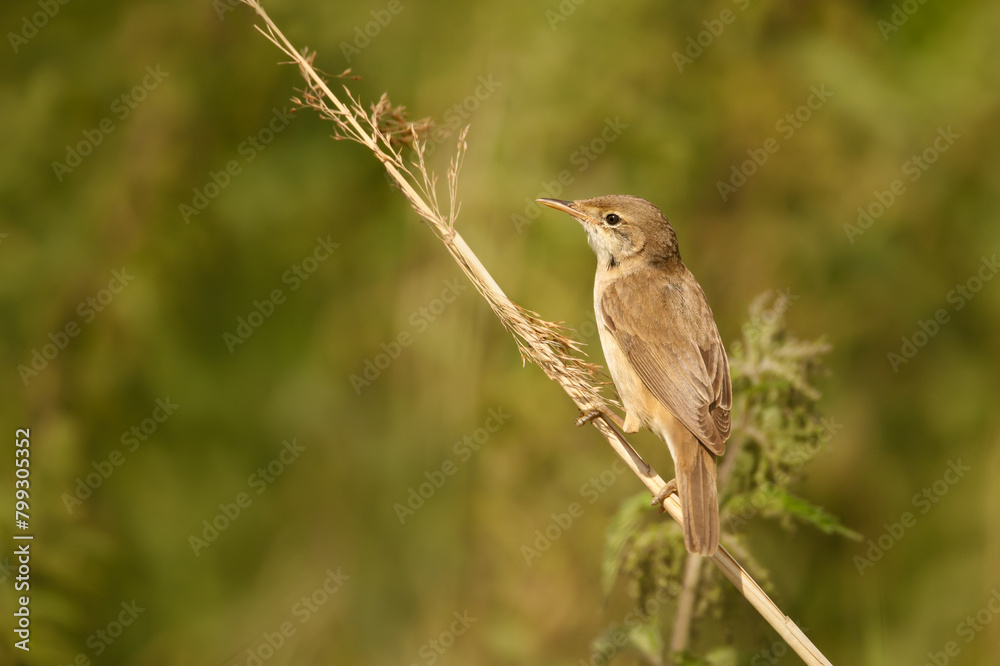 Fototapeta premium Reed warbler perched on a small twig in wetlands