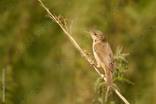 Reed warbler perched on a small twig in wetlands
