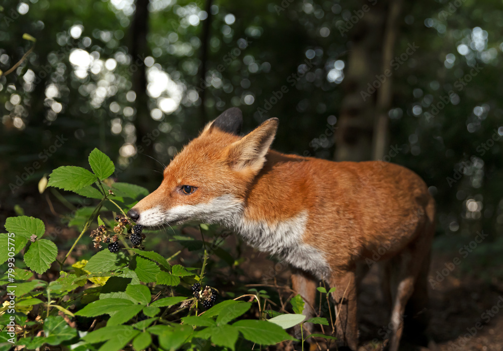 Fototapeta premium Portrait of a red fox cub eating blackberries in a forest