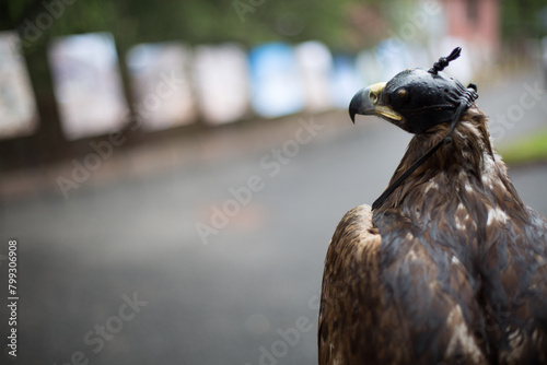 Golden eagle with a hood on its head