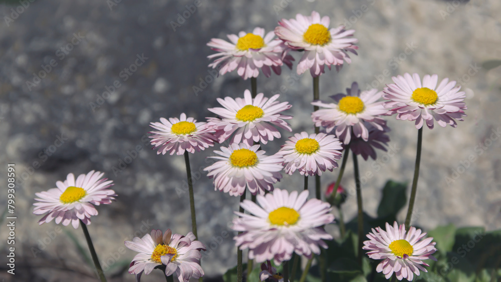 Pink delicate daisy flowers blooming in spring from the garden Pink delicate daisy flowers blooming in spring from the garden