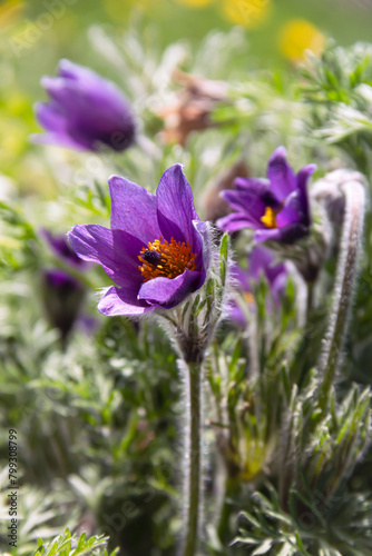 Purple dream-herb flower blooming in spring in the garden