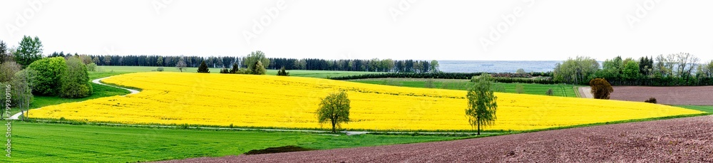 Fototapeta premium Landschaft mit blühendem Rapsfeld, Acker, Wiesen,Bäume und Sträuchern