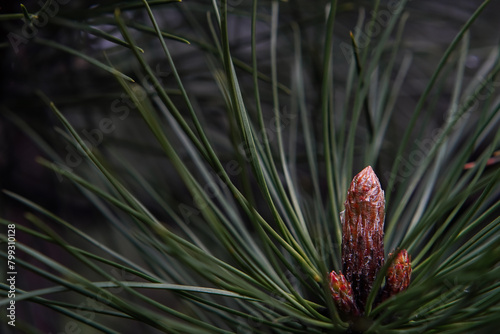 Close-up of a pine bud. Blurred background.