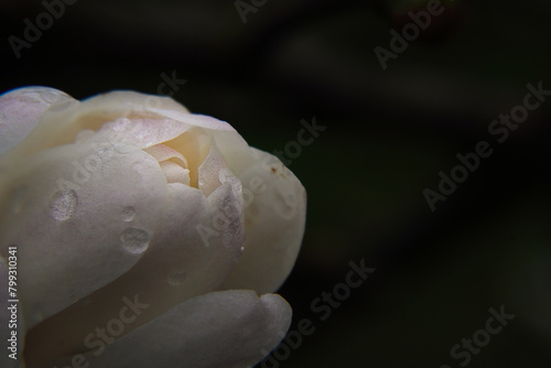 Closed bud of a white flower with drops of dew on a dark background.