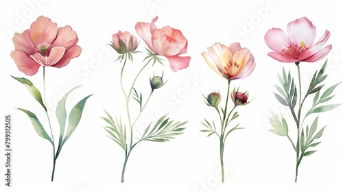 Watercolor Floral Illustrations on White Background Generative AI