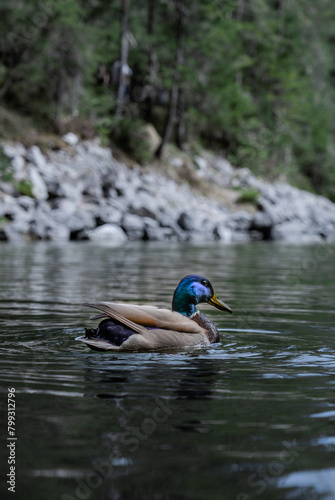 Ente schwimmt auf dem Eibsee