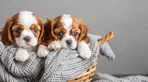 two cute and happy beige and white Cavalier King Charles Spaniel puppies as they play joyfully in a basket adorned with an orange blanket, set against a cheerful grey background.