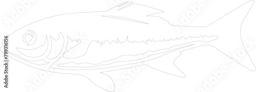 herring outline