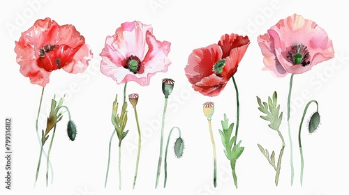 Vibrant Poppy Flowers on White Background Generative AI