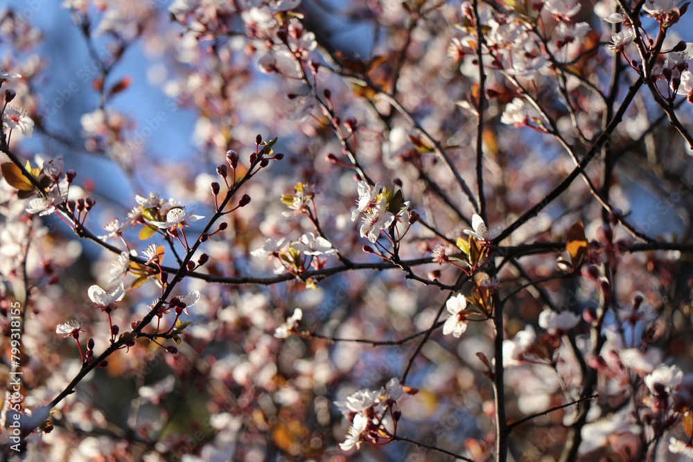 Sakura blossoms in Japan. Spring background Sakura blossoms in Japan. Spring background