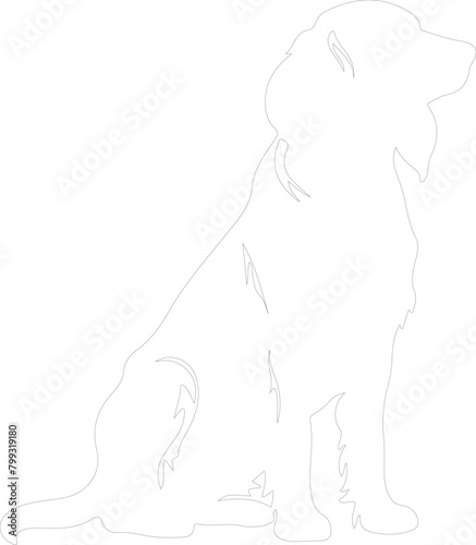 Irish setter outline