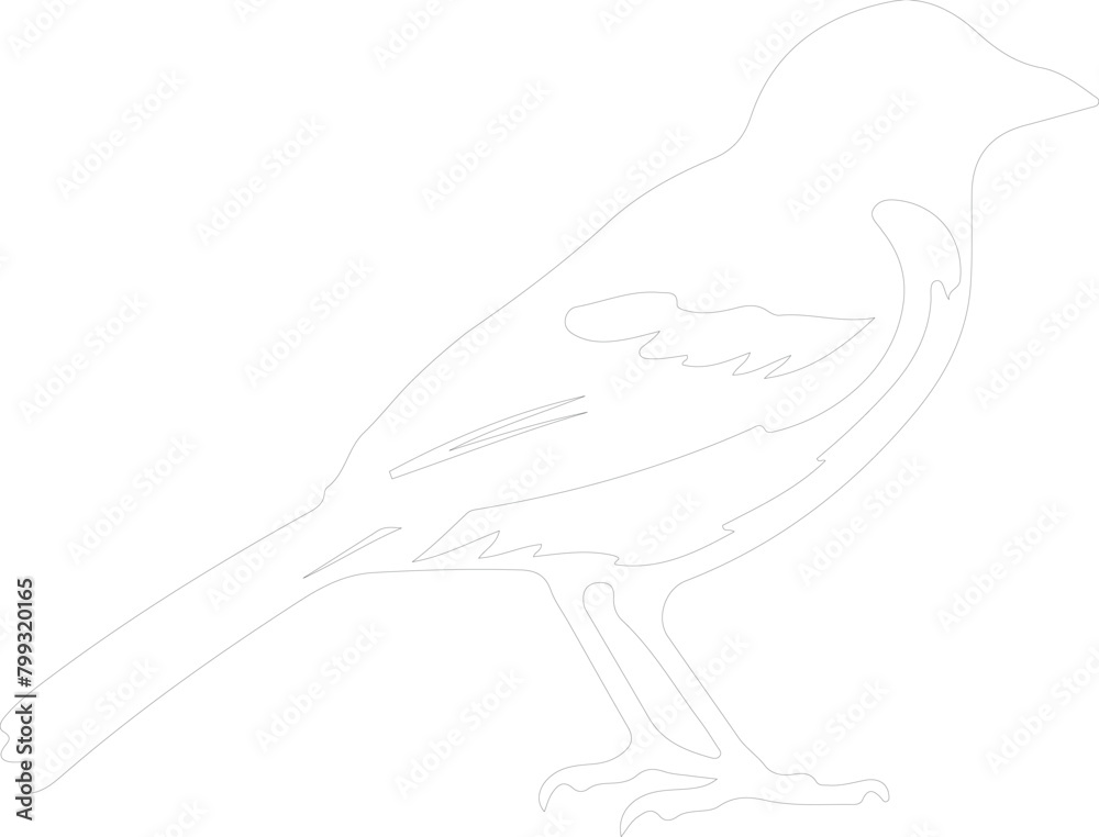 Fototapeta premium jay outline