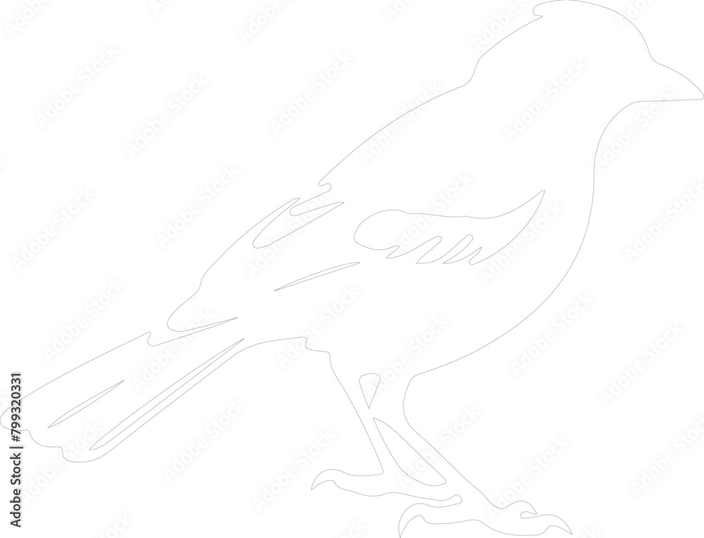 jay outline jay outline