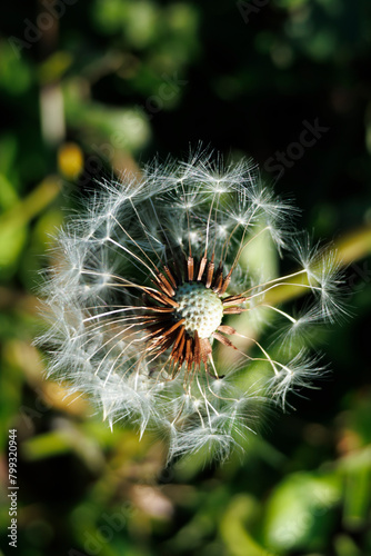 dandelion seed head
