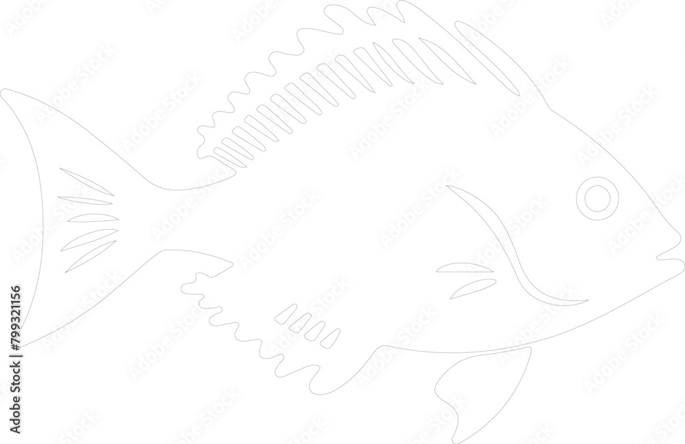Fototapeta premium John Dory outline