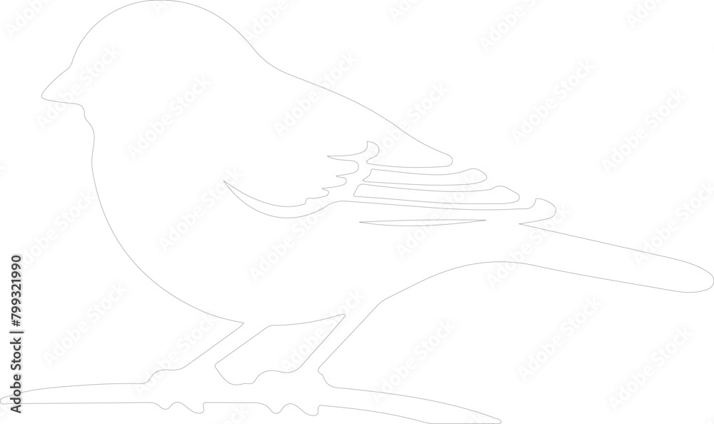junco outline junco outline