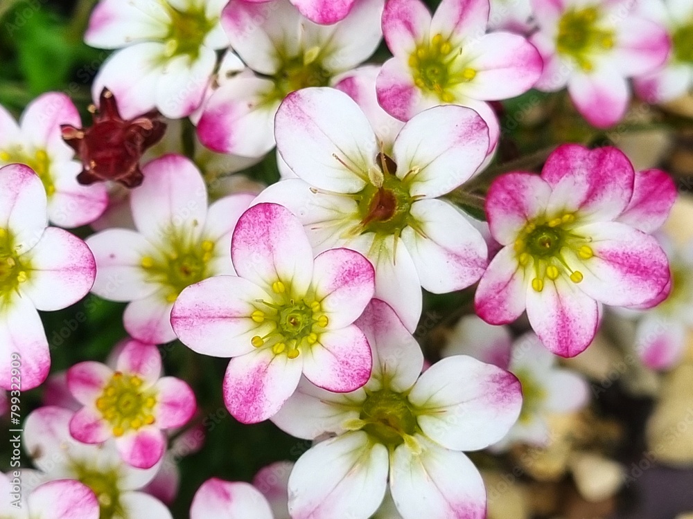 closeup of pink flowers. closeup of pink flowers.