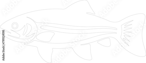lake trout outline