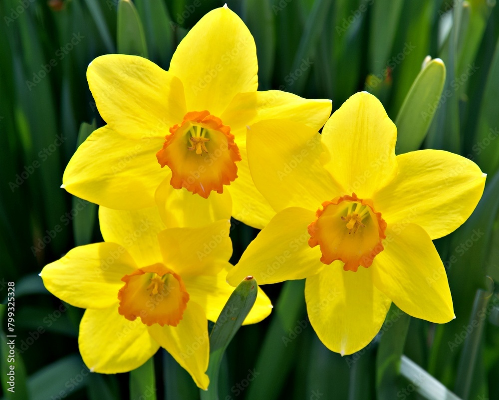 Daffodils Close up Daffodils Close up