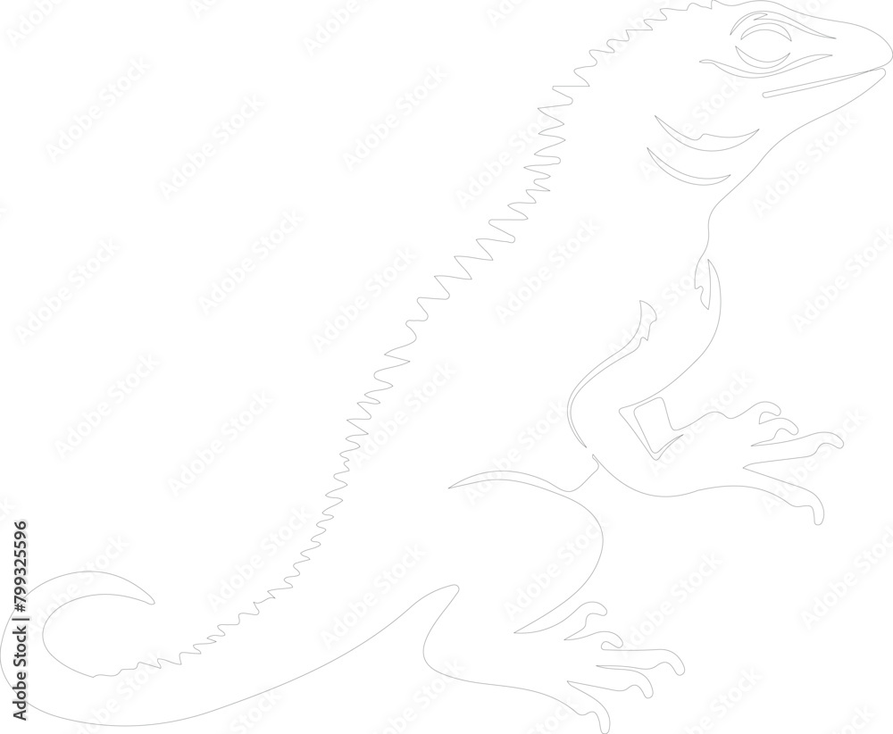 lizard outline lizard outline
