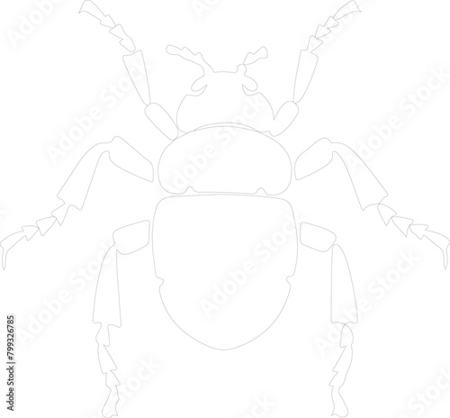 louse outline