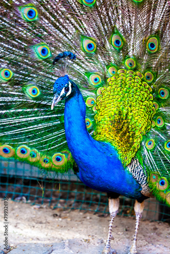 peacock in front of background