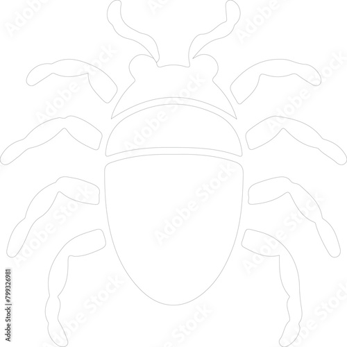 louse outline